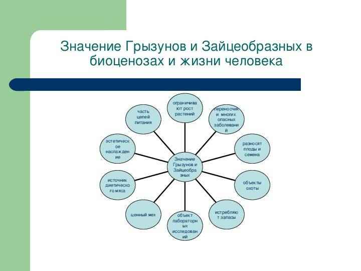 На фото описано значение грызунов